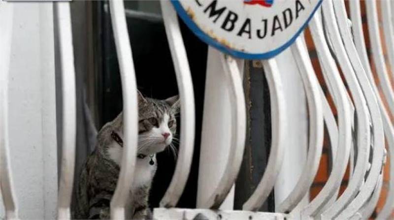  تساؤلات حول مصير قطة أسانج بعد اعتقاله 